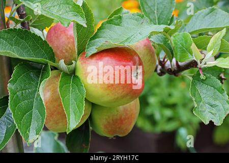 Malus domestica (Apple) 'Kiddd's Orange Red' Banque D'Images