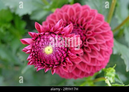 Boule rouge violette dahlia 'Blyton Red Ace' en fleur. Banque D'Images
