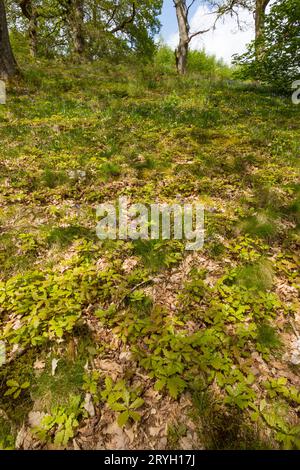 Semis de chênes sessiles (Quercus petraea) poussant en pleine forêt. Powys, pays de Galles. Mai. Banque D'Images