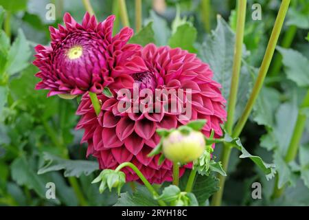 Boule rouge violette dahlia 'Blyton Red Ace' en fleur. Banque D'Images