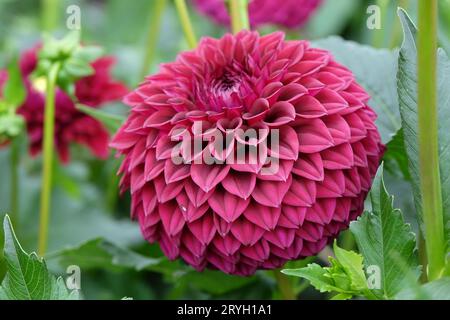 Boule rouge violette dahlia 'Blyton Red Ace' en fleur. Banque D'Images