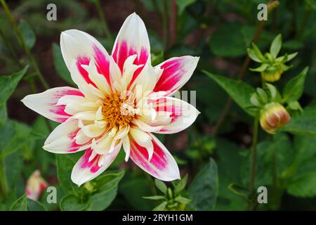 Dahlia 'Fashion Monger' Banque D'Images