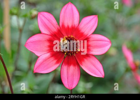 Un bourdon sur le dahlia simple rouge et rose 'Lou Farman' en fleur. Banque D'Images