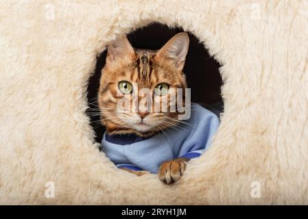 Chat Bengal en vêtements se repose dans une maison de chat. Banque D'Images