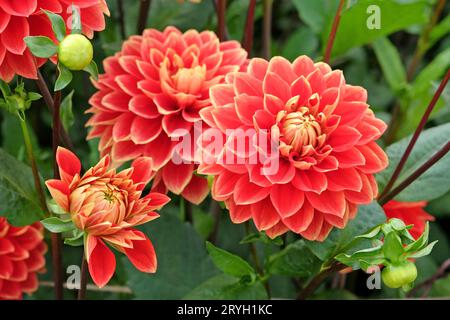 Rouge et jaune décoratif Dahlia 'Bettina Verbeek' en fleur. Banque D'Images