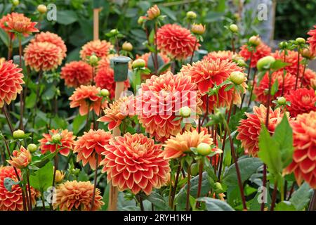 Rouge et jaune décoratif Dahlia 'Bettina Verbeek' en fleur. Banque D'Images