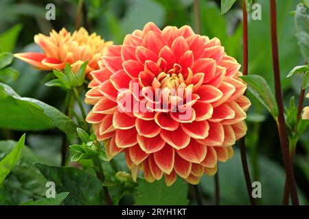 Rouge et jaune décoratif Dahlia 'Bettina Verbeek' en fleur. Banque D'Images