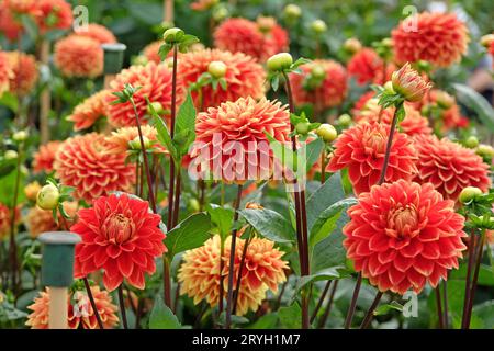 Rouge et jaune décoratif Dahlia 'Bettina Verbeek' en fleur. Banque D'Images