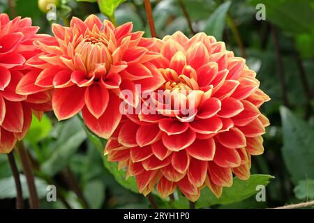 Rouge et jaune décoratif Dahlia 'Bettina Verbeek' en fleur. Banque D'Images