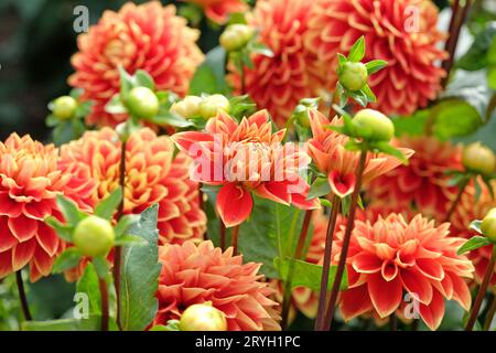 Rouge et jaune décoratif Dahlia 'Bettina Verbeek' en fleur. Banque D'Images