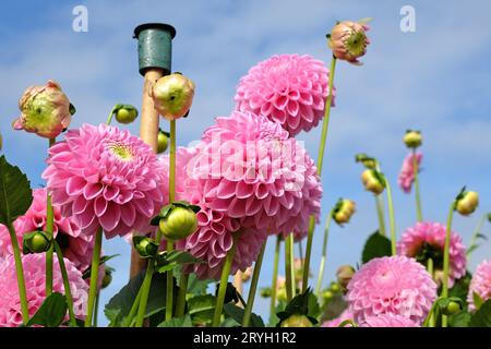 Boule pompon rose tendre dahlia 'Eye Candy' en fleur. Banque D'Images