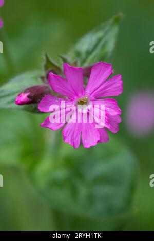 Fleur de campion rouge (Silene dioica). Powys, pays de Galles. Mai. Banque D'Images