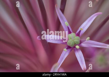 Gros plan d'oignon en fleurs persan ou Tumbleweed (Allium schubertii) dans un jardin. Powys, pays de Galles. Mai. Banque D'Images