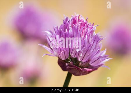Fleurs de ciboulette (Allium schoenoprasum) dans un jardin. Powys, pays de Galles. Juin. Banque D'Images