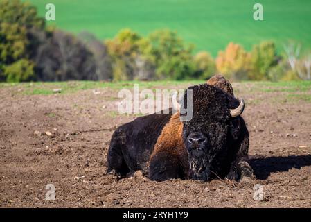 Un regard sur un bison au milieu de l'Allemagne Banque D'Images
