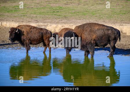 Un regard sur un bison au milieu de l'Allemagne Banque D'Images
