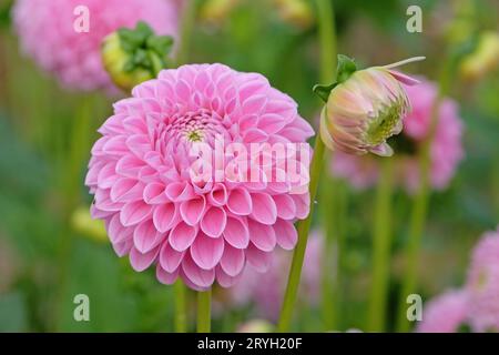 Boule pompon rose tendre dahlia 'Eye Candy' en fleur. Banque D'Images