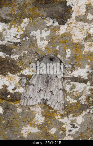 La teigne de Miller (Acronicta leporina) adulte reposant sur un mur. Powys, pays de Galles. Juin. Banque D'Images