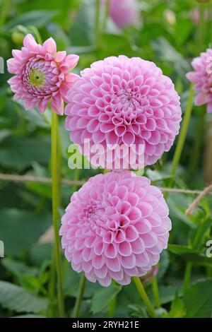 Boule pompon rose tendre dahlia 'Eye Candy' en fleur. Banque D'Images