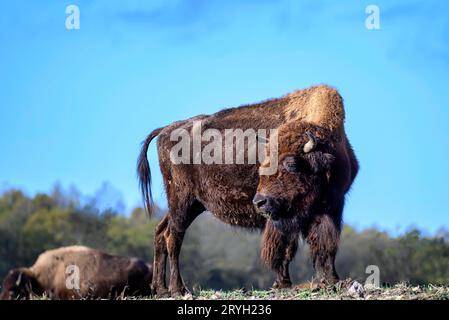Un regard sur un bison au milieu de l'Allemagne Banque D'Images