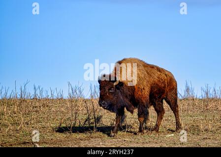 Un regard sur un bison au milieu de l'Allemagne Banque D'Images