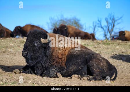 Un regard sur un bison au milieu de l'Allemagne Banque D'Images