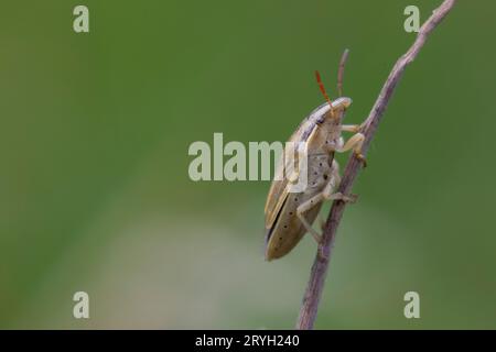 Bishop's Mitre Shieldbug (Aelia acuminata) sur une tige d'herbe. Powys, pays de Galles. Juin. Banque D'Images