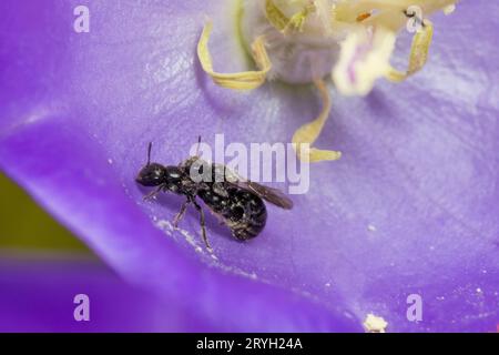 Les abeilles charpentières de Harebell (Chelostoma campanularum) s'accouplent dans une fleur de Campanule de jardin. Powys, pays de Galles. Juin. Banque D'Images
