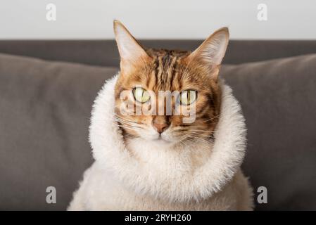 Drôle de chat Bengal dans un pull chaud. Banque D'Images