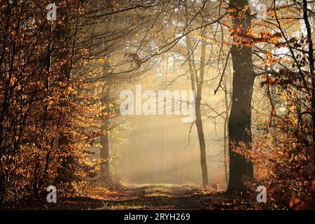 Chemin à travers la forêt Banque D'Images