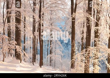 Path through the winter forest Stock Photo