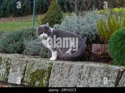 Beau bleu blanc british shorthair chat dans le jardin. Banque D'Images