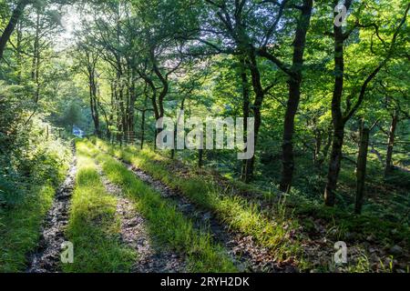 Parcourez la forêt de chênes sessiles (Quercus petraea) sous la lumière du soleil du soir. Powys, pays de Galles. Juillet. Banque D'Images