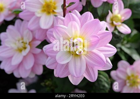 Lilas violet et blanc petit double décoratif Dahlia 'Pacific Jewel' en fleur. Banque D'Images