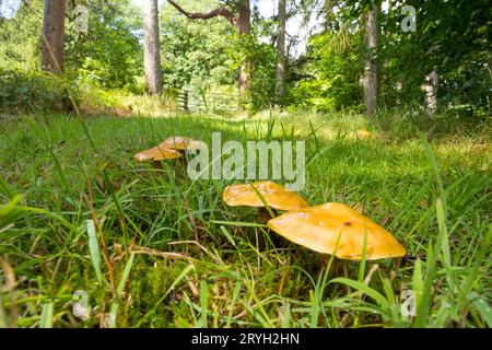 Bolètes de mélèze (Suillus grevillei) champignons fructifiants poussant dans les bois de mélèze (Larix). Powys, pays de Galles. Juillet. Banque D'Images