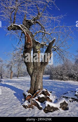 Cerisier dans un verger hivernal Banque D'Images