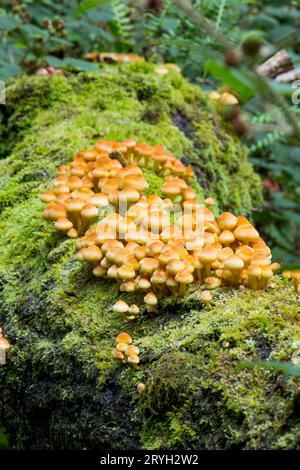 Champignons de touffe de soufre (Hypholoma fasciculare) masse de fructifications poussant sur le tronc d'un chêne tombé. Powys, pays de Galles. Août. Banque D'Images