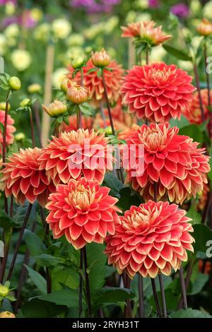 Rouge et jaune décoratif Dahlia 'Bettina Verbeek' en fleur. Banque D'Images