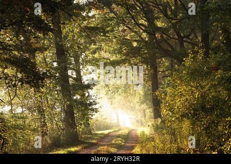 Chemin à travers la forêt d'automne Banque D'Images