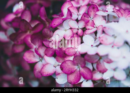 Fleurs d'Hydrangea en gros plan, Vanille Faise violet blanc fleurit comme arrière-plan Banque D'Images