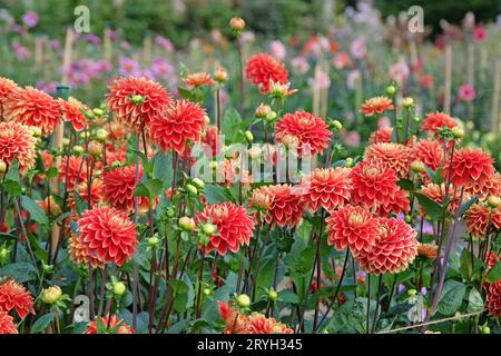 Rouge et jaune décoratif Dahlia 'Bettina Verbeek' en fleur. Banque D'Images