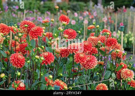 Rouge et jaune décoratif Dahlia 'Bettina Verbeek' en fleur. Banque D'Images