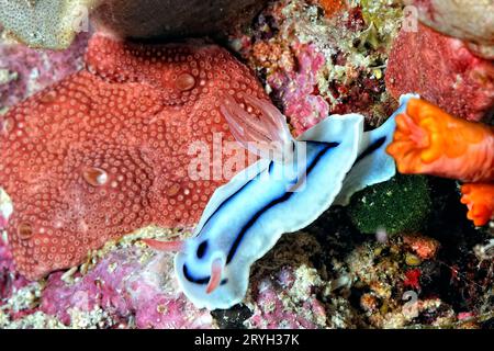 Les belles couleurs des nudibranches Banque D'Images