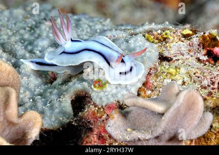 Les belles couleurs des nudibranches Banque D'Images