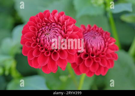 Boule pompon rouge vif dahlia ÔMiss Alana TrotaÕ en fleur. Banque D'Images