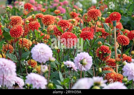 Rouge et jaune décoratif Dahlia 'Bettina Verbeek' en fleur. Banque D'Images