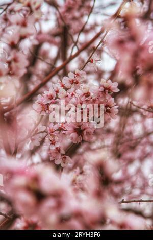 Capturez la beauté éthérée des fleurs roses en pleine floraison, ornant les arbres sous l'étreinte chaude de la lumière du soleil. Banque D'Images