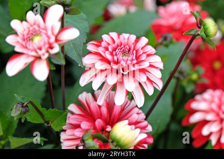 Dahlia semi double décoratif rouge et blanc 'Pacific Time' en fleur. Banque D'Images