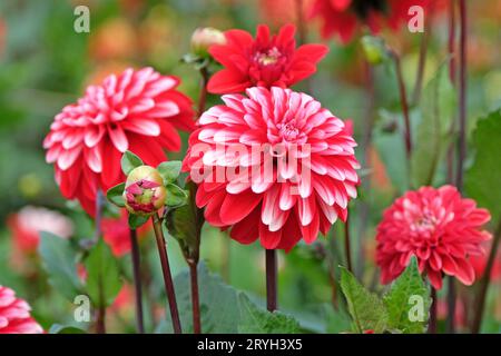 Dahlia semi double décoratif rouge et blanc 'Pacific Time' en fleur. Banque D'Images