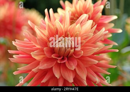 Saumon vif rose et jaune cactus dahlia 'Allenn's StarfireÕ en fleur. Banque D'Images